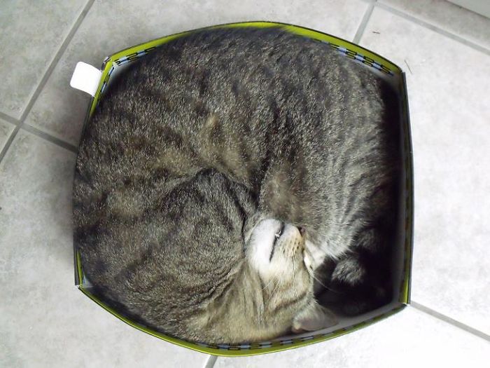 If It Fits, I Sits: Post Your Photos Of Cats Fitting Into The Tightest Spaces
