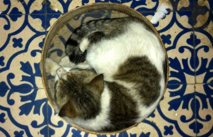 If It Fits, I Sits: Post Your Photos Of Cats Fitting Into The Tightest Spaces
