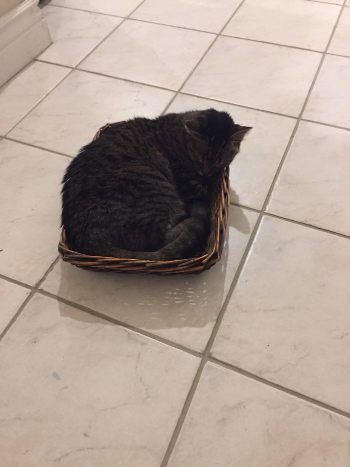 If It Fits, I Sits: Post Your Photos Of Cats Fitting Into The Tightest Spaces