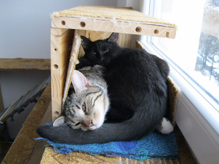 If It Fits, I Sits: Post Your Photos Of Cats Fitting Into The Tightest Spaces