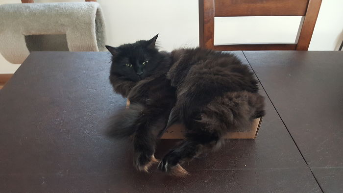 If It Fits, I Sits: Post Your Photos Of Cats Fitting Into The Tightest Spaces