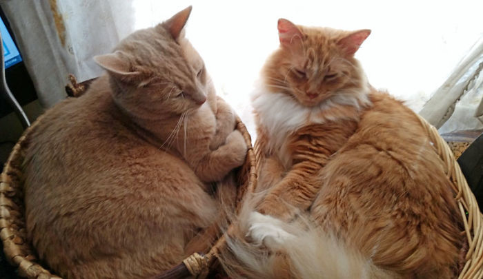 If It Fits, I Sits: Post Your Photos Of Cats Fitting Into The Tightest Spaces