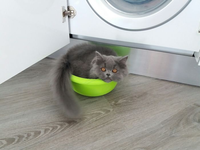 If It Fits, I Sits: Post Your Photos Of Cats Fitting Into The Tightest Spaces