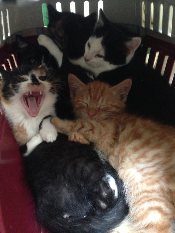 If It Fits, I Sits: Post Your Photos Of Cats Fitting Into The Tightest Spaces