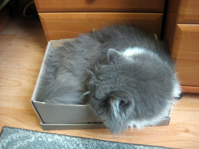If It Fits, I Sits: Post Your Photos Of Cats Fitting Into The Tightest Spaces