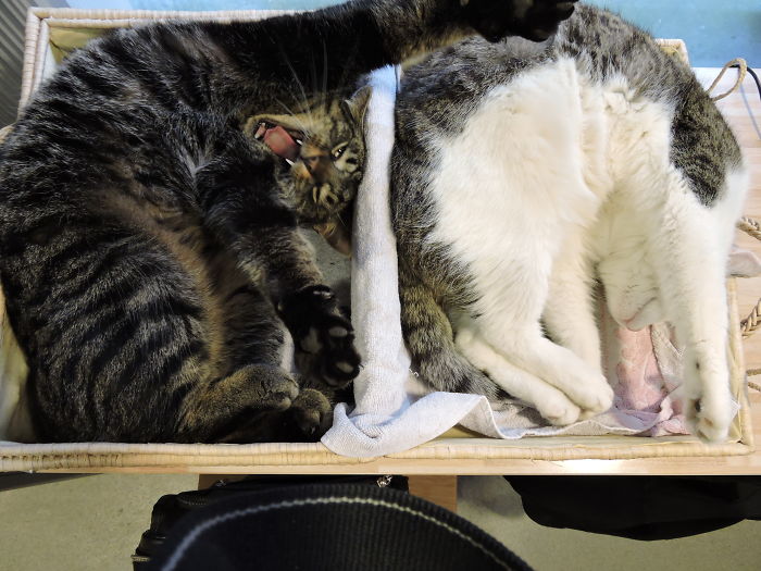 If It Fits, I Sits: Post Your Photos Of Cats Fitting Into The Tightest Spaces