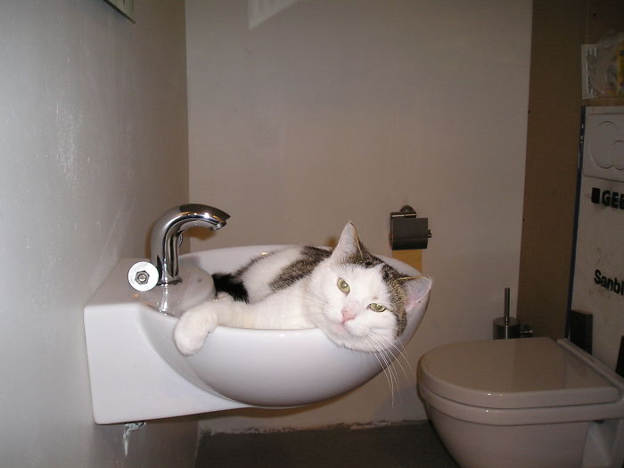 If It Fits, I Sits: Post Your Photos Of Cats Fitting Into The Tightest Spaces
