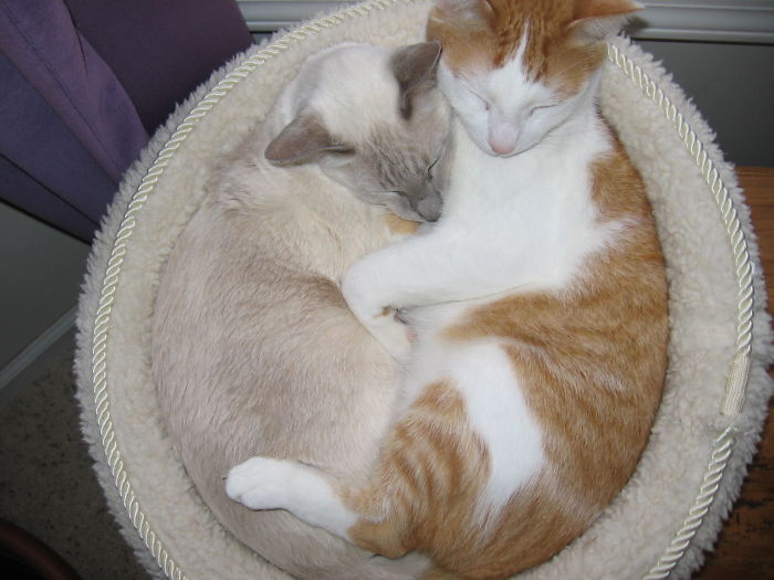 If It Fits, I Sits: Post Your Photos Of Cats Fitting Into The Tightest Spaces