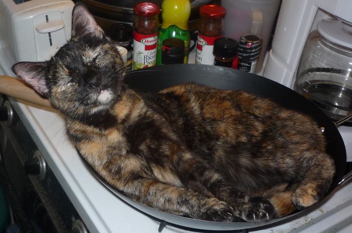 If It Fits, I Sits: Post Your Photos Of Cats Fitting Into The Tightest Spaces