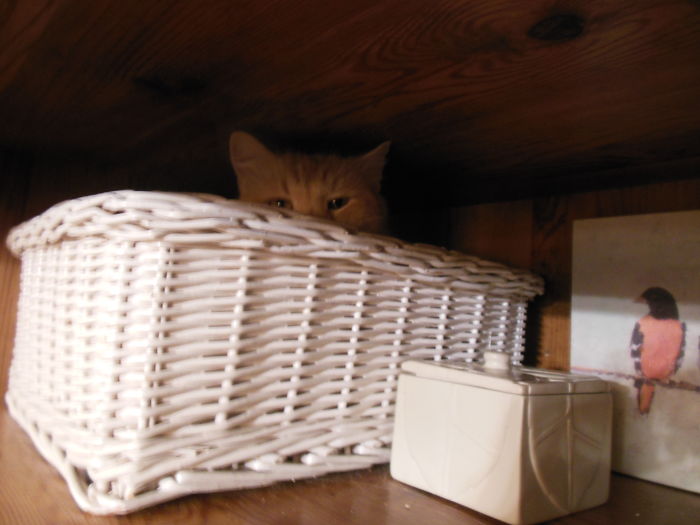 If It Fits, I Sits: Post Your Photos Of Cats Fitting Into The Tightest Spaces