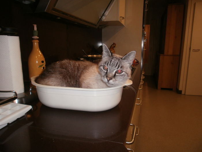 If It Fits, I Sits: Post Your Photos Of Cats Fitting Into The Tightest Spaces