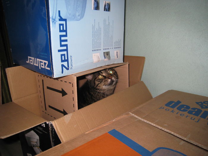 If It Fits, I Sits: Post Your Photos Of Cats Fitting Into The Tightest Spaces