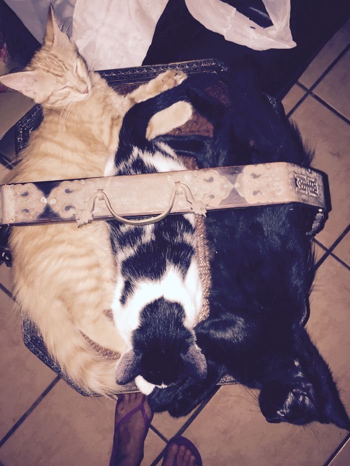 If It Fits, I Sits: Post Your Photos Of Cats Fitting Into The Tightest Spaces