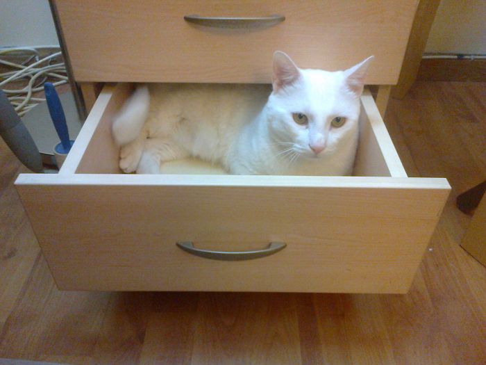 If It Fits, I Sits: Post Your Photos Of Cats Fitting Into The Tightest Spaces