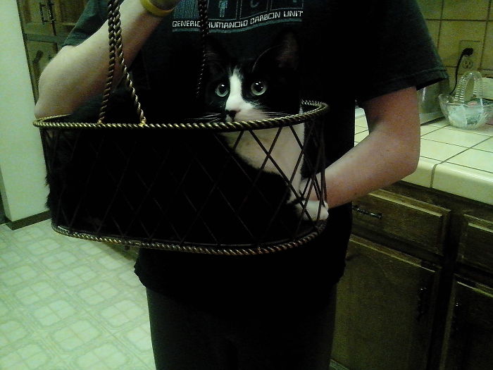 If It Fits, I Sits: Post Your Photos Of Cats Fitting Into The Tightest Spaces