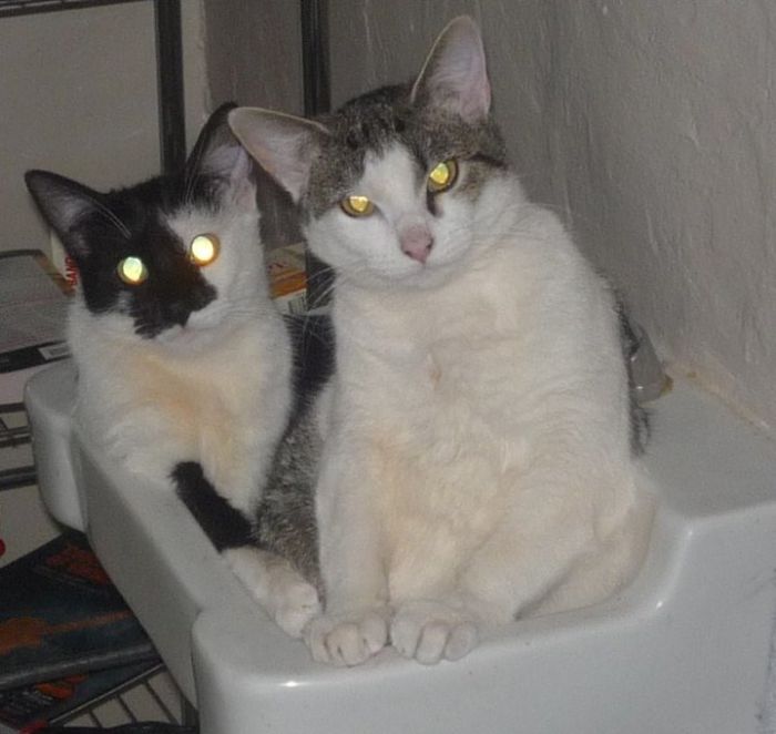 If It Fits, I Sits: Post Your Photos Of Cats Fitting Into The Tightest Spaces