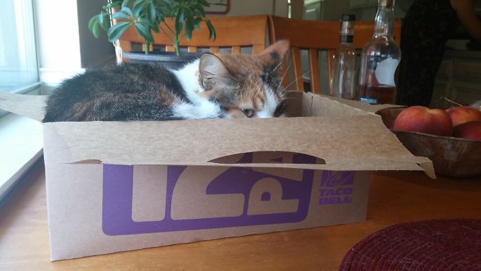 If It Fits, I Sits: Post Your Photos Of Cats Fitting Into The Tightest Spaces