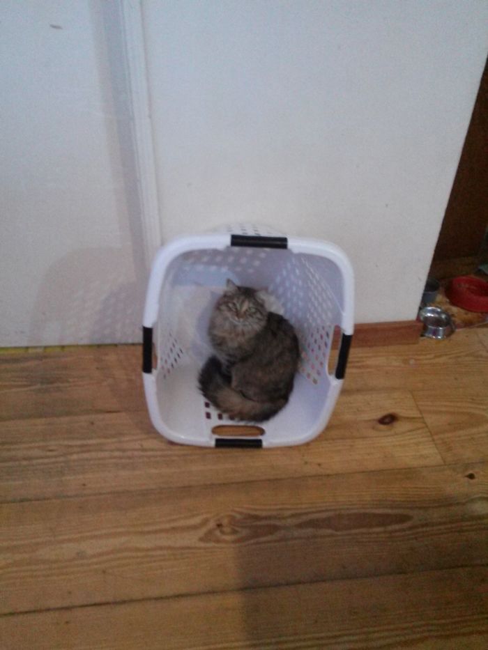 If It Fits, I Sits: Post Your Photos Of Cats Fitting Into The Tightest Spaces