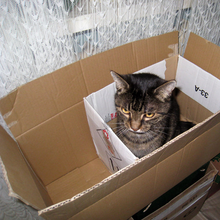 If It Fits, I Sits: Post Your Photos Of Cats Fitting Into The Tightest Spaces