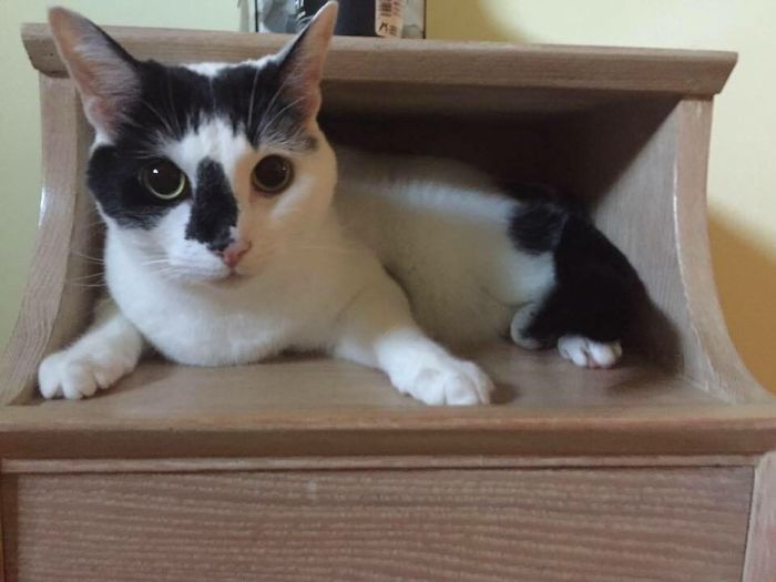 If It Fits, I Sits: Post Your Photos Of Cats Fitting Into The Tightest Spaces