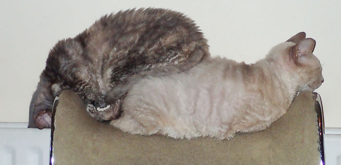 If It Fits, I Sits: Post Your Photos Of Cats Fitting Into The Tightest Spaces