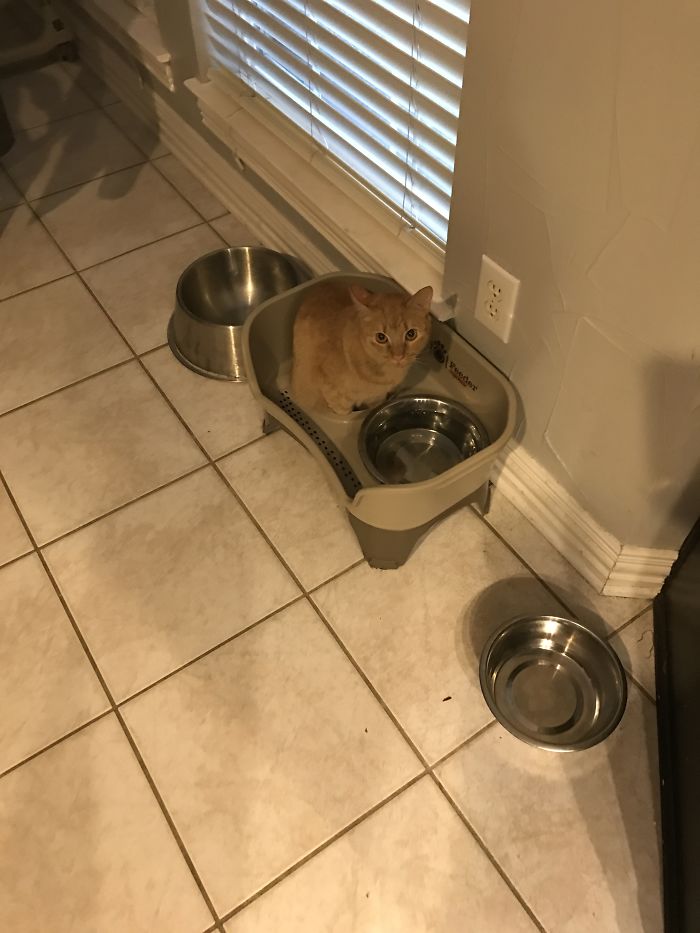 If It Fits, I Sits: Post Your Photos Of Cats Fitting Into The Tightest Spaces