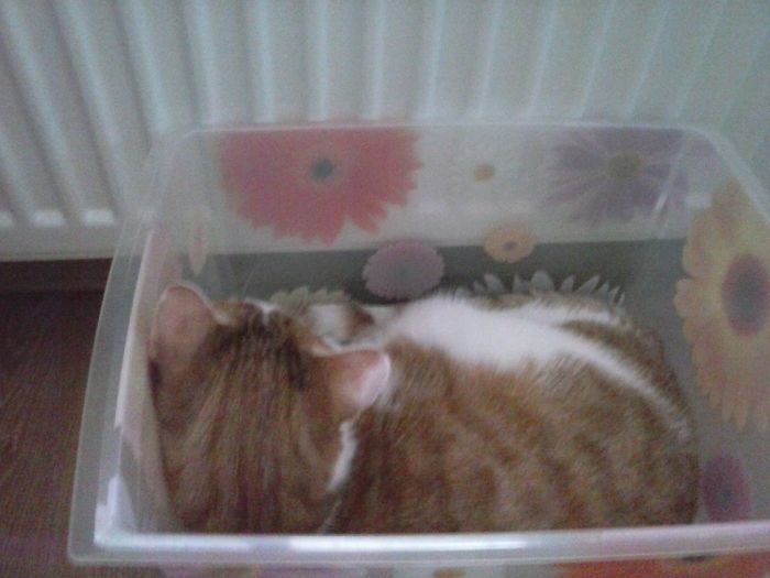 If It Fits, I Sits: Post Your Photos Of Cats Fitting Into The Tightest Spaces