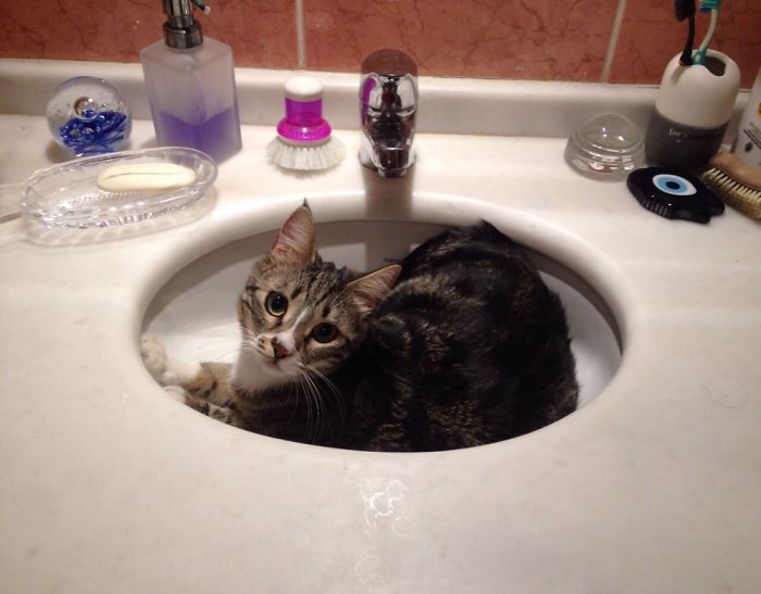 If It Fits, I Sits: Post Your Photos Of Cats Fitting Into The Tightest Spaces