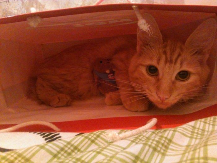 If It Fits, I Sits: Post Your Photos Of Cats Fitting Into The Tightest Spaces