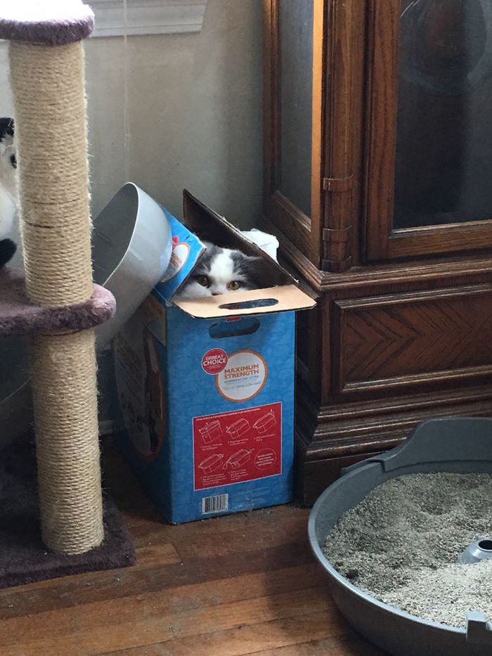 If It Fits, I Sits: Post Your Photos Of Cats Fitting Into The Tightest Spaces