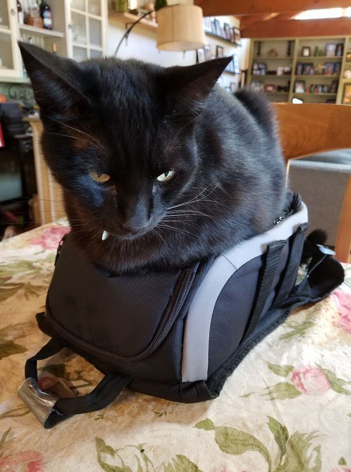 If It Fits, I Sits: Post Your Photos Of Cats Fitting Into The Tightest Spaces