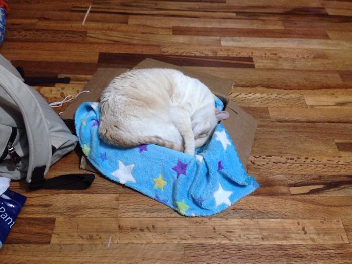 If It Fits, I Sits: Post Your Photos Of Cats Fitting Into The Tightest Spaces