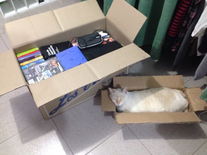 If It Fits, I Sits: Post Your Photos Of Cats Fitting Into The Tightest Spaces