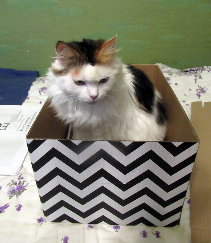 If It Fits, I Sits: Post Your Photos Of Cats Fitting Into The Tightest Spaces