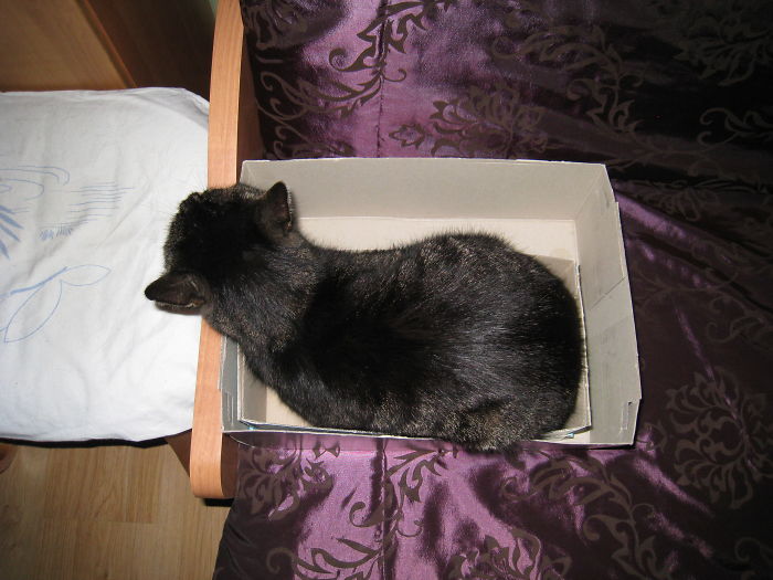 If It Fits, I Sits: Post Your Photos Of Cats Fitting Into The Tightest Spaces