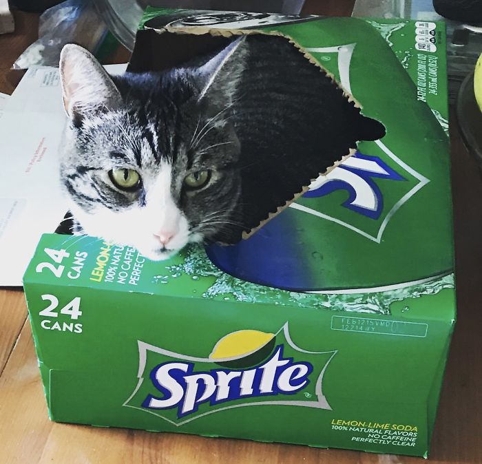 If It Fits, I Sits: Post Your Photos Of Cats Fitting Into The Tightest Spaces