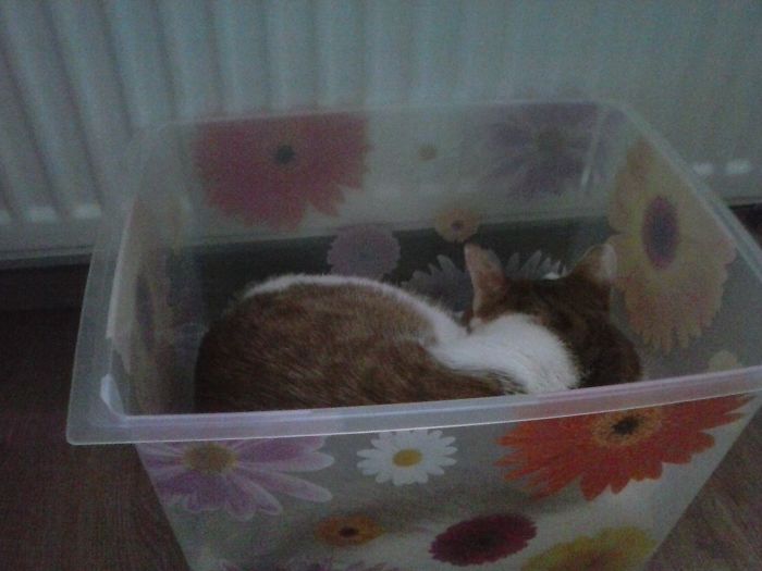 If It Fits, I Sits: Post Your Photos Of Cats Fitting Into The Tightest Spaces