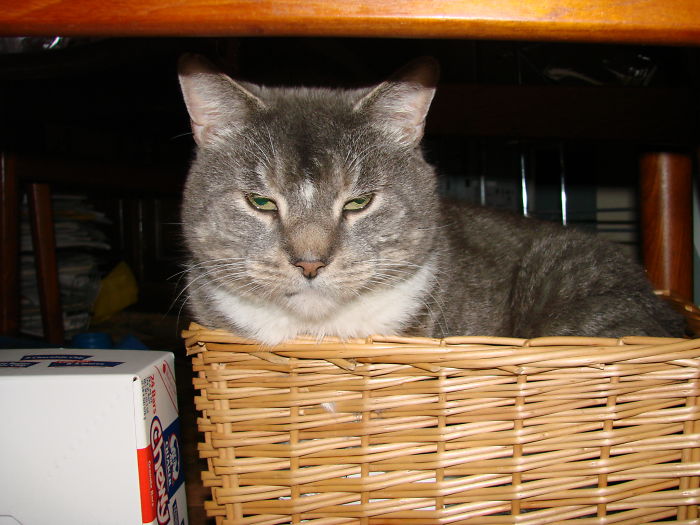 If It Fits, I Sits: Post Your Photos Of Cats Fitting Into The Tightest Spaces