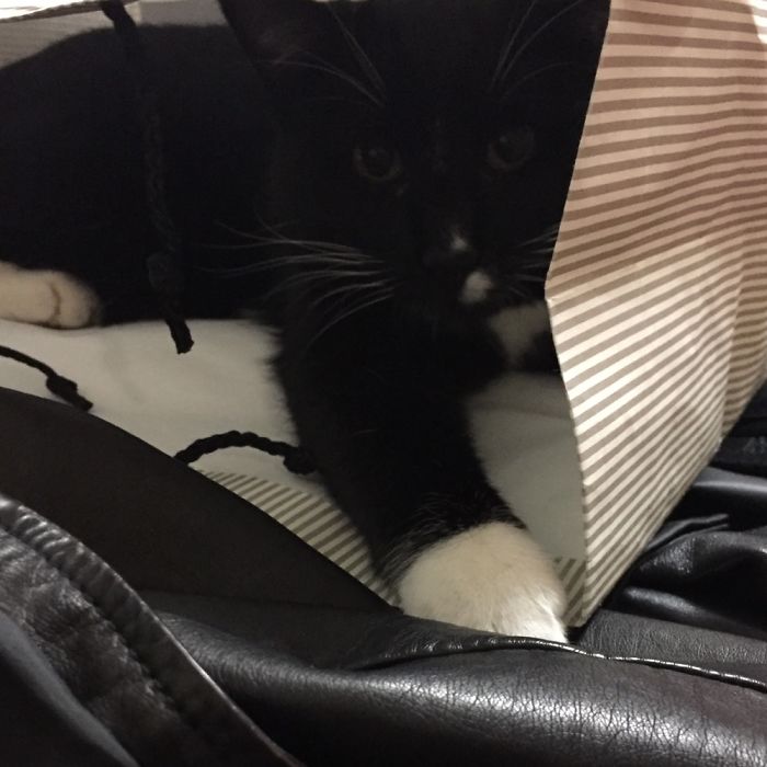 If It Fits, I Sits: Post Your Photos Of Cats Fitting Into The Tightest Spaces