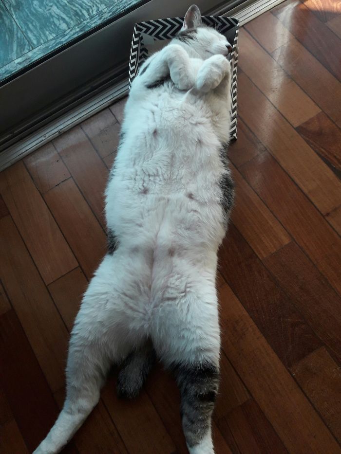 If It Fits, I Sits: Post Your Photos Of Cats Fitting Into The Tightest Spaces