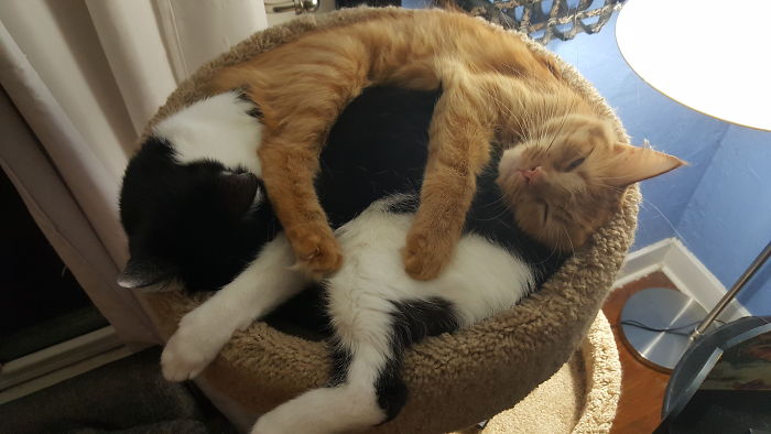 If It Fits, I Sits: Post Your Photos Of Cats Fitting Into The Tightest Spaces