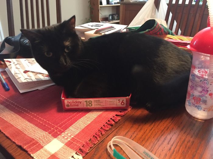 If It Fits, I Sits: Post Your Photos Of Cats Fitting Into The Tightest Spaces