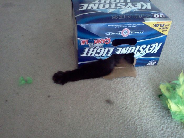 If It Fits, I Sits: Post Your Photos Of Cats Fitting Into The Tightest Spaces