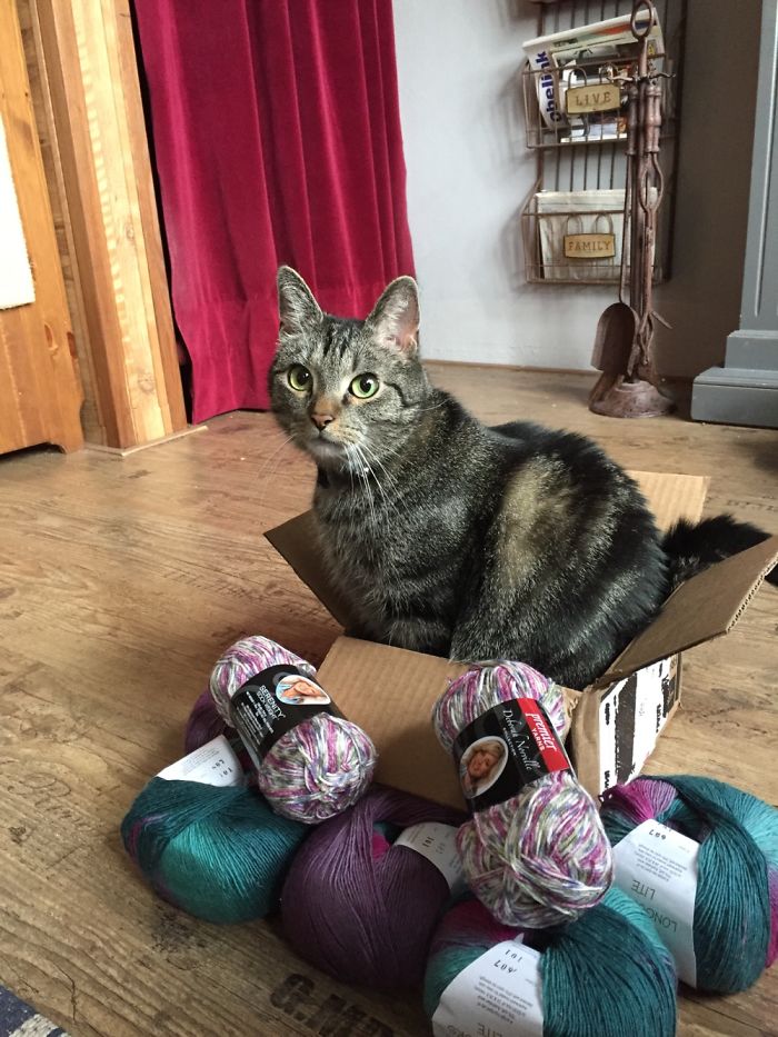 If It Fits, I Sits: Post Your Photos Of Cats Fitting Into The Tightest Spaces