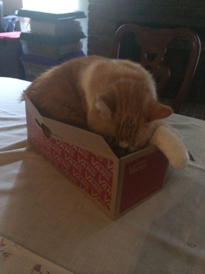 If It Fits, I Sits: Post Your Photos Of Cats Fitting Into The Tightest Spaces