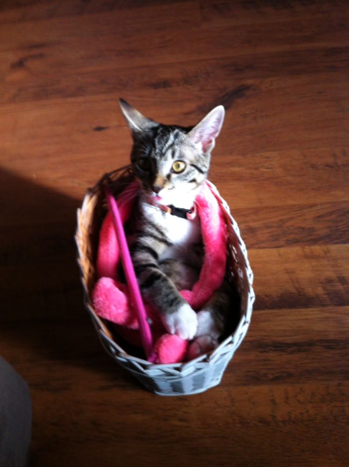 If It Fits, I Sits: Post Your Photos Of Cats Fitting Into The Tightest Spaces