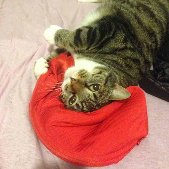 If It Fits, I Sits: Post Your Photos Of Cats Fitting Into The Tightest Spaces