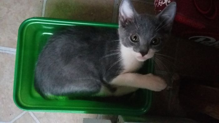 If It Fits, I Sits: Post Your Photos Of Cats Fitting Into The Tightest Spaces