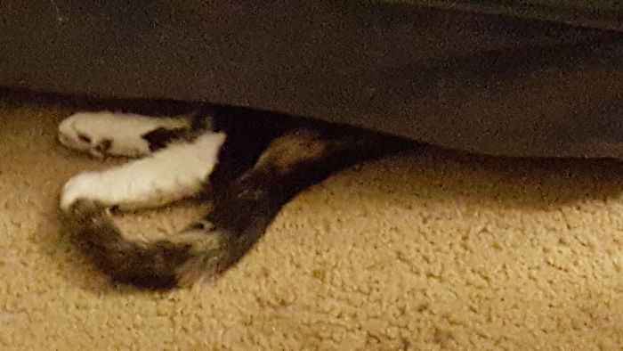 If It Fits, I Sits: Post Your Photos Of Cats Fitting Into The Tightest Spaces