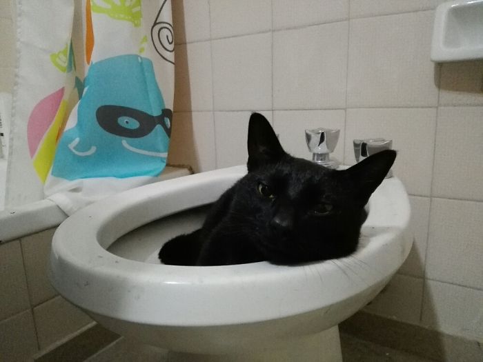 If It Fits, I Sits: Post Your Photos Of Cats Fitting Into The Tightest Spaces